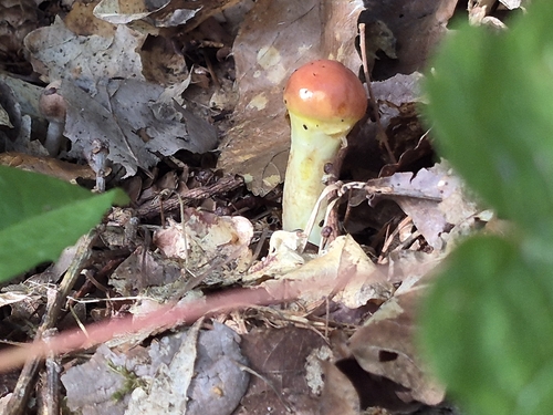 Larch Bolete