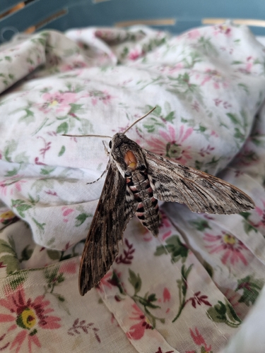 Convolvulus Hawkmoth