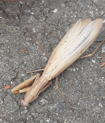 European Mantis