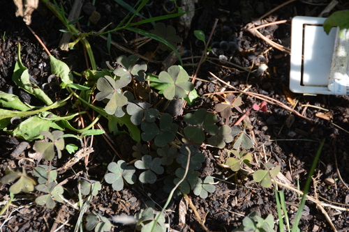 Oxalis corniculata repens