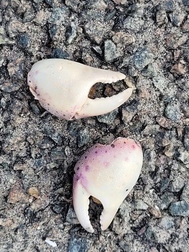 Asian Shore Crab