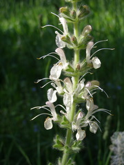 Salvia austriaca