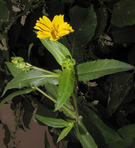 Guizotia abyssinica iNat (2)