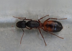Camponotus sanctus