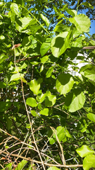 Celastrus orbiculatus