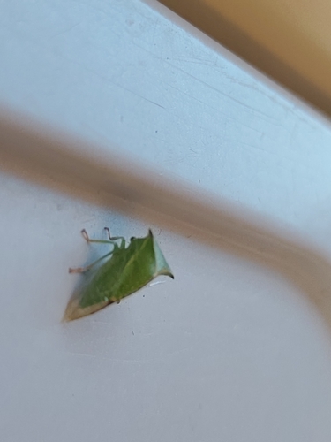 Buffalo Treehopper