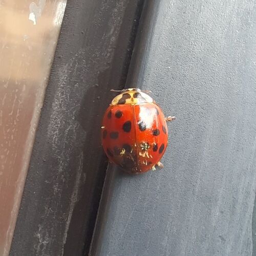 Asian Lady Beetle