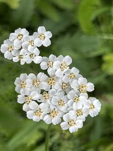 Наблюдение на iNaturalist