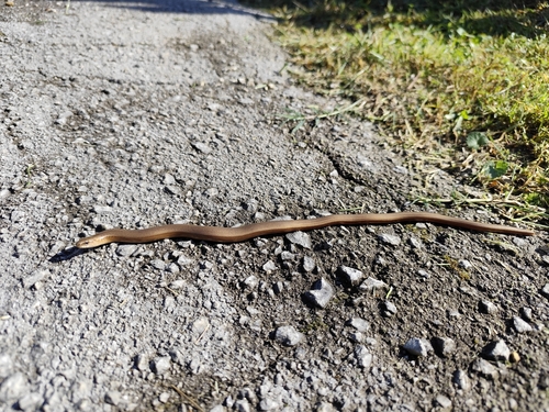 Common Slowworm