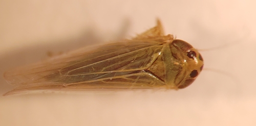 Cicadula persimilis