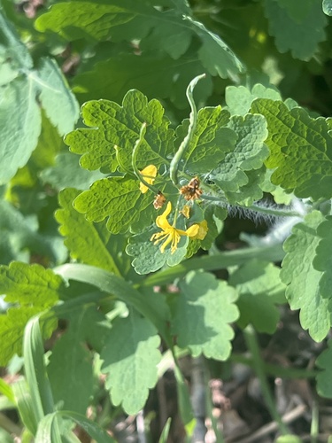 Greater celandine