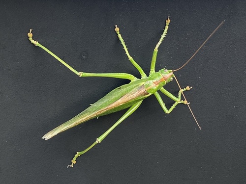 Great Green Bush-cricket