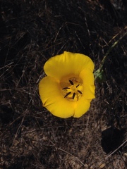Calochortus clavatus