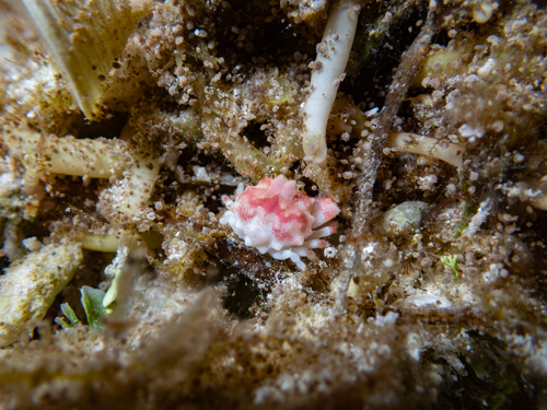 Nucia speciosa observed 2026-04-05