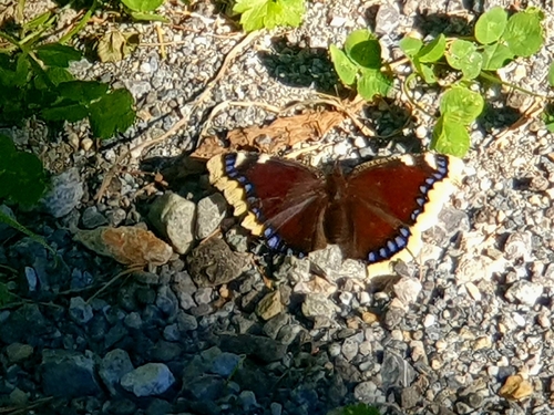 Mourning Cloak