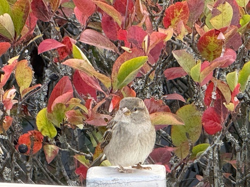 House Sparrow