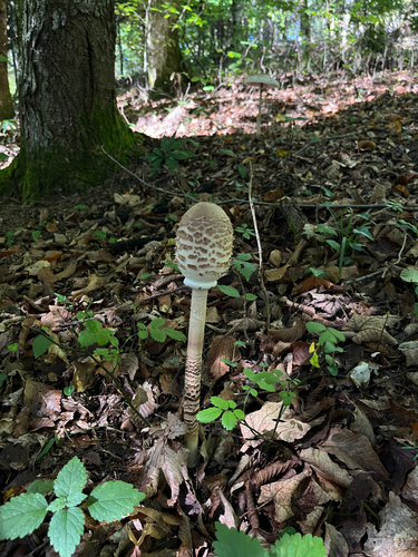 Parasol