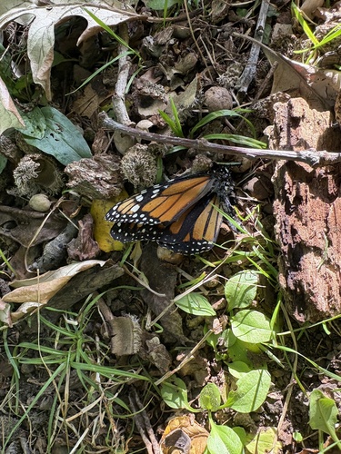 Monarch