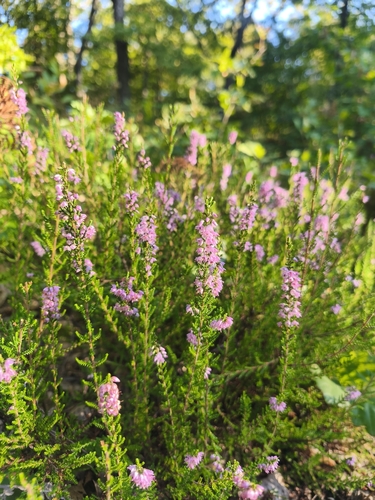 common heather