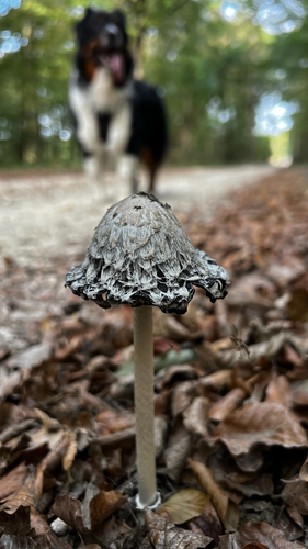 Shaggy Mane