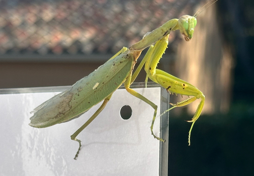 Transcaucasian Giant Mantis