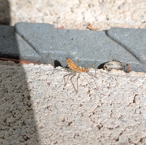 Leafhopper Assassin Bug