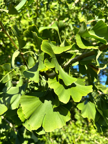 ginkgo