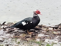 Cairina moschata domestica