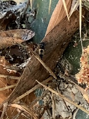 Harmonia axyridis