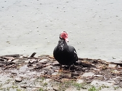 Cairina moschata domestica