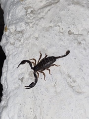 Euscorpius italicus