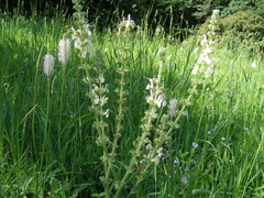Salvia austriaca