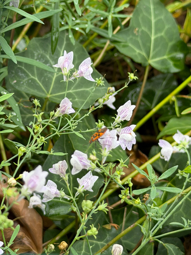 Spotted Firebug