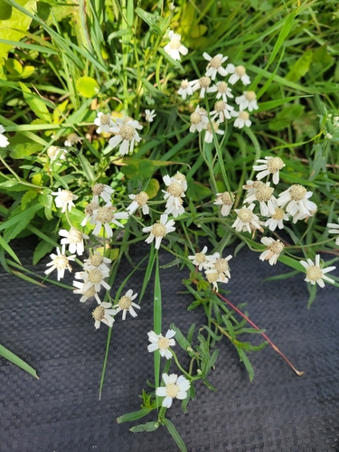 Sneezewort