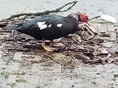 Cairina moschata domestica