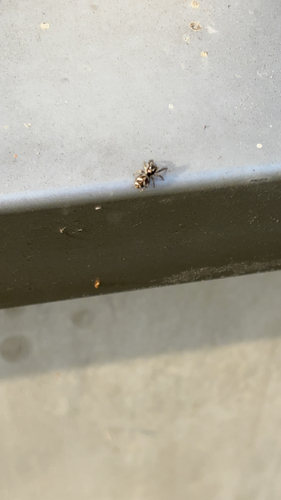 Zebra Jumping Spider