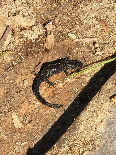 Blue-spotted Salamander