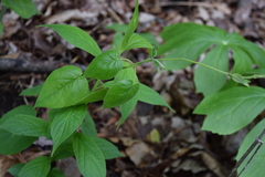 Matelea carolinensis
