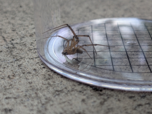 Western Black Widow