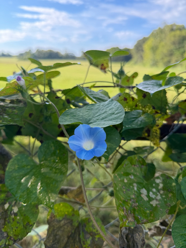 ivy-leaved morning-glory