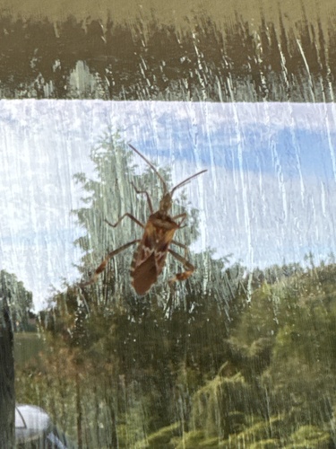 Western Conifer Seed Bug