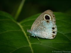 Ypthima ceylonica