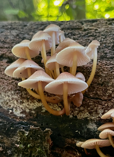 beautiful bonnet