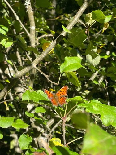 European Comma