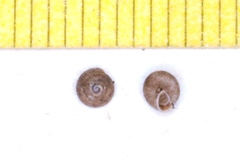 Strobilops texasianus