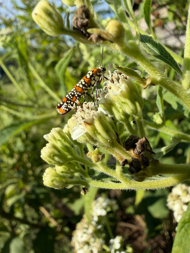 Ailanthus Webworm Moth
