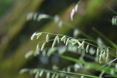 Melica mutica
