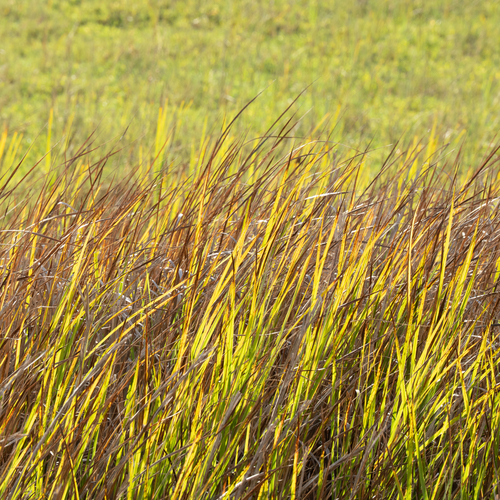 Sporobolus foliosus, 2026-09-26