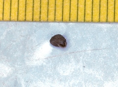 Strobilops texasianus