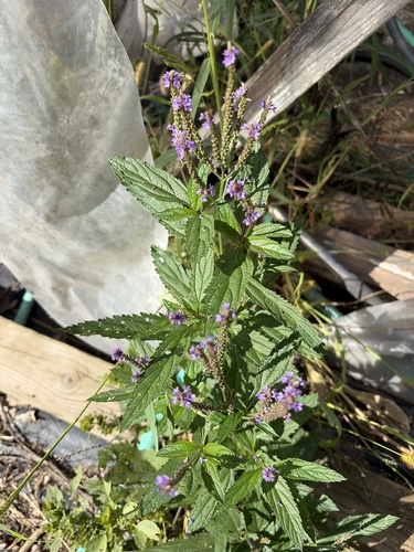 blue vervain